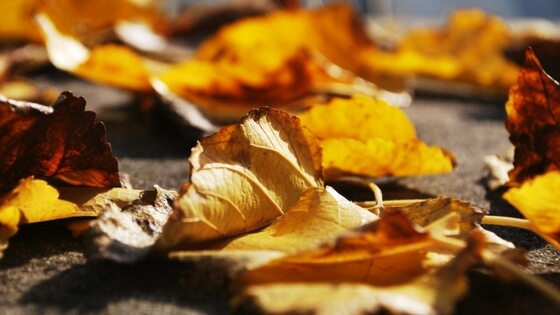 7 English Idioms for the Autumn Season
